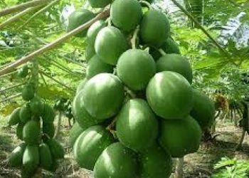 Chữa bướu cổ bằng quả đu đủ và một số thảo dược khác