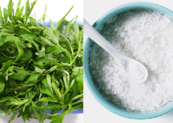 Chữa đau vai gáy bằng ngải cứu hiệu quả như thế nào?