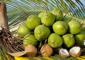 Chữa đục thủy tinh thể bằng nước dừa thực hiện như thế nào?