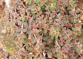 Chữa kiết lỵ bằng cỏ sữa và những lưu ý khi chữa bệnh
