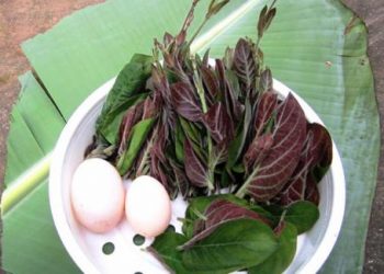 Cách chữa kiết lỵ bằng trứng gà và lá mơ đem lại hiệu quả tức thì