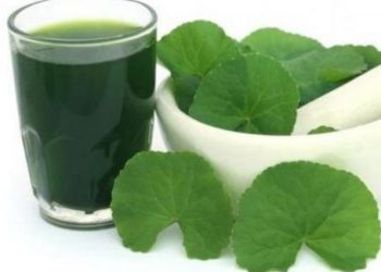 Chữa nhiệt miệng nhanh khỏi từ những thảo dược thiên nhiên