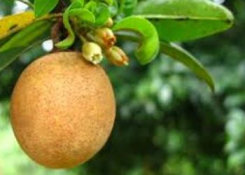 Mách bạn 8 mẹo hay chữa tiêu chảy tại nhà an toàn, hiệu quả đến không ngờ