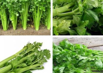 Điều trị phong thấp bằng vị thuốc trong dân gian phổ biến