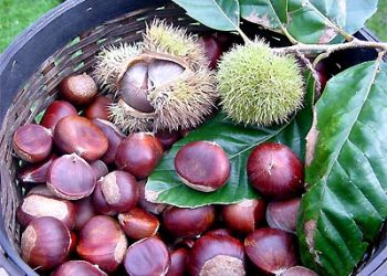 Làm thế nào để bóc vỏ củ, quả, hạt được dễ dàng?