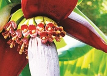 Mách bạn cách dùng hoa chuối chữa bệnh cực hiệu quả