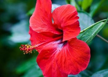 Những loại hoa cắm ban thờ ngày tết mà bạn nên tránh.