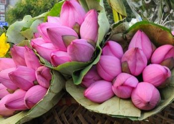 Đây chính là cách giữ hoa sen tươi lâu hơn chị em nên biết
