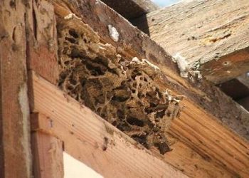 Cách phòng chống mối hiệu quả mà bạn nhất định phải biết