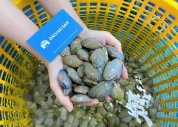 2 công thức chế biến sò lụa tại nhà đơn giản dễ làm