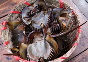 Ẩm thực Cát Bà: Top 5 đặc sản ngon ngất ngây của đảo