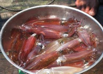 Ẩm thực Nghệ An: Top 5 món ăn đặc sản nhắc đến là thèm