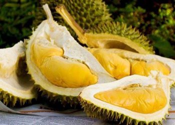 Ăn sầu riêng có béo không, sầu riêng bao nhiêu calo