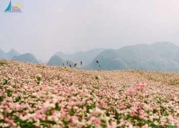 Bánh tam giác mạch gắng liền với đặc sản Hà Giang