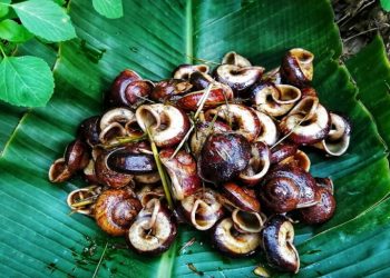 Bật mí 4 cách chế biến ốc núi ngon và cực dễ làm