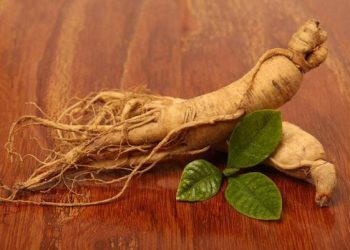 Cách bảo quản nhân sâm hiệu quả, giữ được lâu