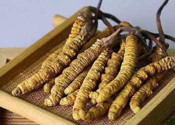 Cách sử dụng đông trùng hạ thảo cho hiệu quả cao