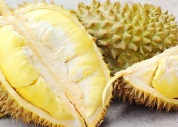 Chọn sầu riêng gai dài hay ngắn, người trồng chỉ bạn 3 cách