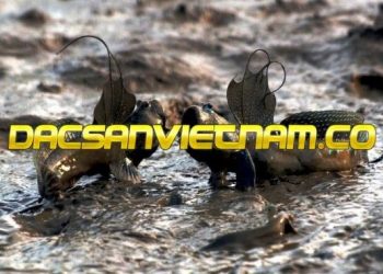 [ Đặc Sản Cần Giờ ]- Sự kết hợp của 12 món ngon từ mẹ thiên nhiên