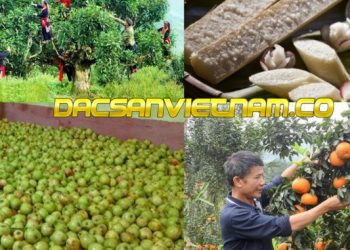 [ Đặc Sản Hà Giang ]-Đặc sản làm quà mang âm hưởng của núi rừng