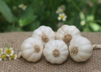 Đặc sản tỏi Lý Sơn Quảng Ngãi nổi tiếng khắp cả nước