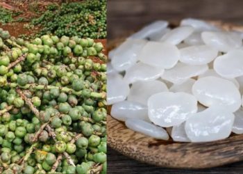 Hạt đác là gì? Cách chọn & những món ngon từ hạt đác