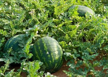 Kỹ thuật trồng dưa hấu cho năng suất cao tại nhà