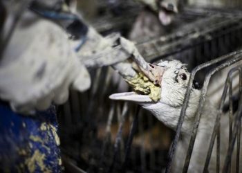 Món ăn kinh dị bị cấm nhưng giới quý tộc nhiều người săn lùng
