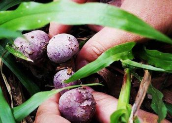 Nấm tràm Phú Quốc – Nguyên liệu quý trong ẩm thực và y học Việt Nam