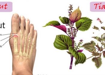 Những cây thuốc dân gian chữa bệnh gút hiệu quả nhất