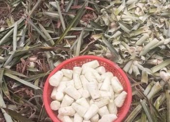 Phần bỏ đi của cây dứa không ngờ là món ăn đặc sản nổi tiếng