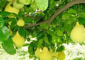 Thanh Trà Xứ Huế – Đặc sản ngọt lành làm quà tặng ý nghĩa