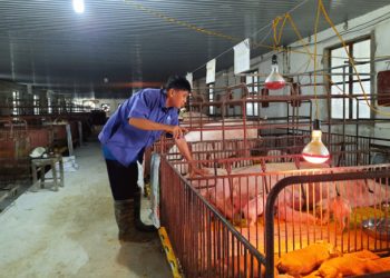 Thực hiện 5 biện pháp bảo vệ môi trường trong chăn nuôi