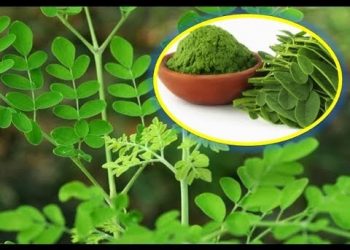 Tiết lộ cách chế biến rau chùm ngây dành cho bạn