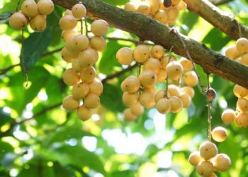 Top 5 Đặc Sản Phong Điền Cần Thơ Khiến Du Khách Lưu Luyến