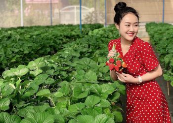 Top 5 vườn dâu Đà Lạt được du khách ghé thăm nhiều nhất