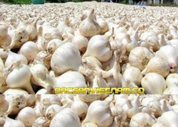 Top 6 loại đặc sản ở Quảng Ngãi giá rẻ bạn nên mua về làm quà.