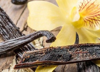 Vanilla là gì? Công dụng và cách chế biến vanilla bạn cần biết? 10+ món ăn ngon miệng từ Vanilla