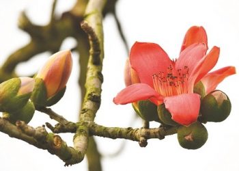 Kháng sinh thực vật phòng và trị bệnh khi chuyển mùa cực hiệu quả