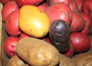 Cách đơn giản loại bỏ độc tố trong khoai bạn nên tham khảo