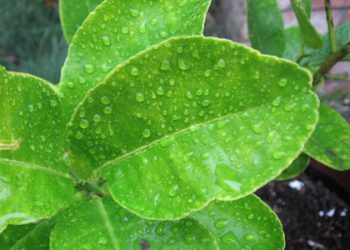 5 cách pha nước tắm chữa bệnh đơn giản từ “cây nhà lá vườn”