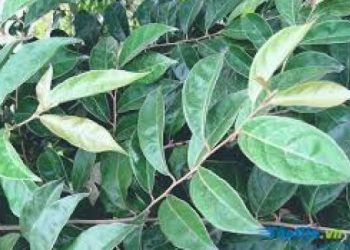 Dùng lá nhót chữa kiết lỵ như thế nào mới hiệu quả?