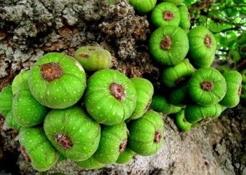 Những mẹo chữa quai bị tại nhà đơn giản, hiệu quả đến bất ngờ