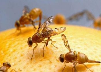 Những cách đơn giản đuổi ruồi nhặng ra khỏi nhà vĩnh viễn