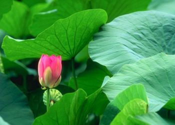 Mẹo dân gian chữa bệnh trĩ hiệu quả bằng 4 loại lá