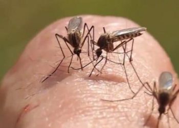 Cách trị côn trùng cắn, vết muỗi đốt chỉ cần vài mẹo nhỏ này sẽ biến mất tức khắc