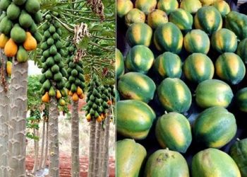 Mẹo nhận biết những loại trái cây sử dụng hóa chất