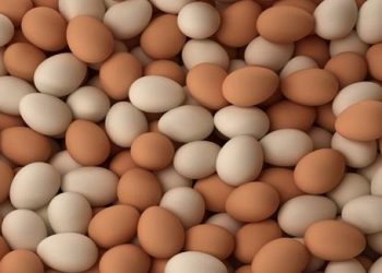 Cách phân biệt trứng gà giả và thật hiệu quả bạn nên chú ý