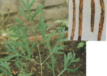 Phòng phong trị bệnh cảm mạo phong hàn cực kỳ hiệu quả