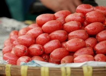 Chắc chắn bạn sẽ không ngờ đến được tác dụng của quả nhót có thể chữa bệnh